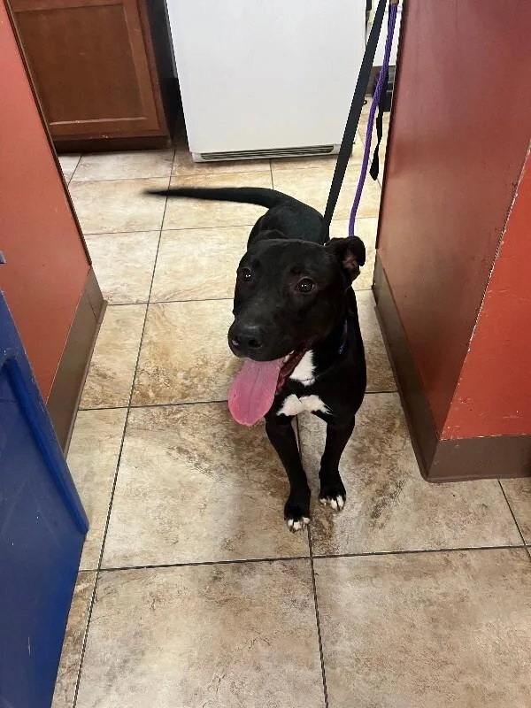 A senior large-sized male Black Mixed Breed dog named Nightmare Before Christmas for adoption in Cincinnati, OH