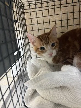 A baby small-sized female Domestic Short Hair cat named Clementine for adoption in Honolulu, HI