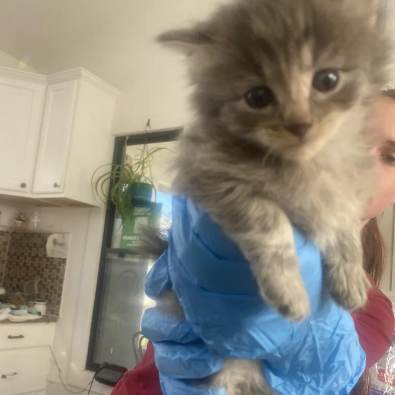 A baby small-sized male Domestic Medium Hair cat named Yoda for adoption in Chapel Hill, NC
