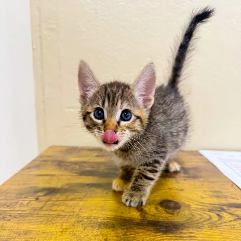 A baby medium-sized female Domestic Short Hair cat named REBA McENTIRE for adoption in Joshua Tree, CA