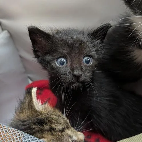 A baby small-sized female Black Domestic Short Hair cat named Maisie for adoption in Houston, TX