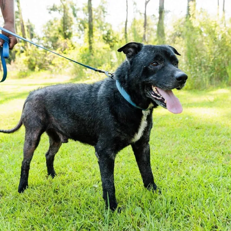 A senior large-sized male Mixed Breed dog named Dozer for adoption in Buffalo, MN