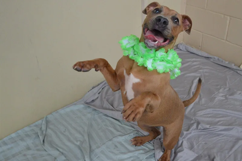 A baby large-sized female Pit Bull Terrier dog named Toasty for adoption in McKinney, TX