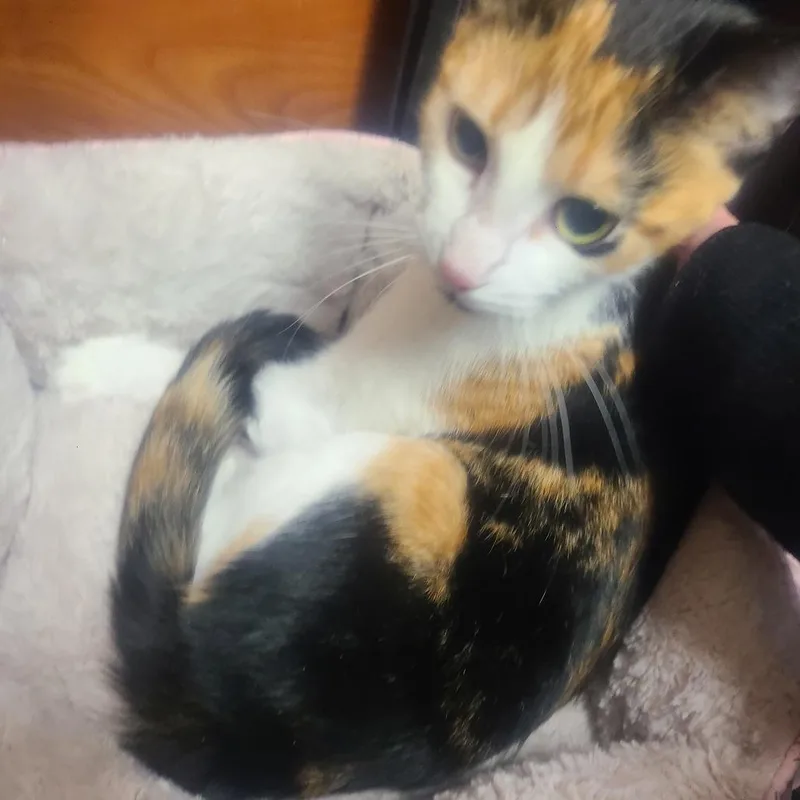 A young medium-sized female Calico Domestic Short Hair cat named Stevie for adoption in Hamburg, NY