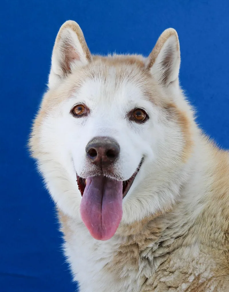 A senior medium-sized male Siberian Husky dog named Rocky for adoption in Pasadena, CA