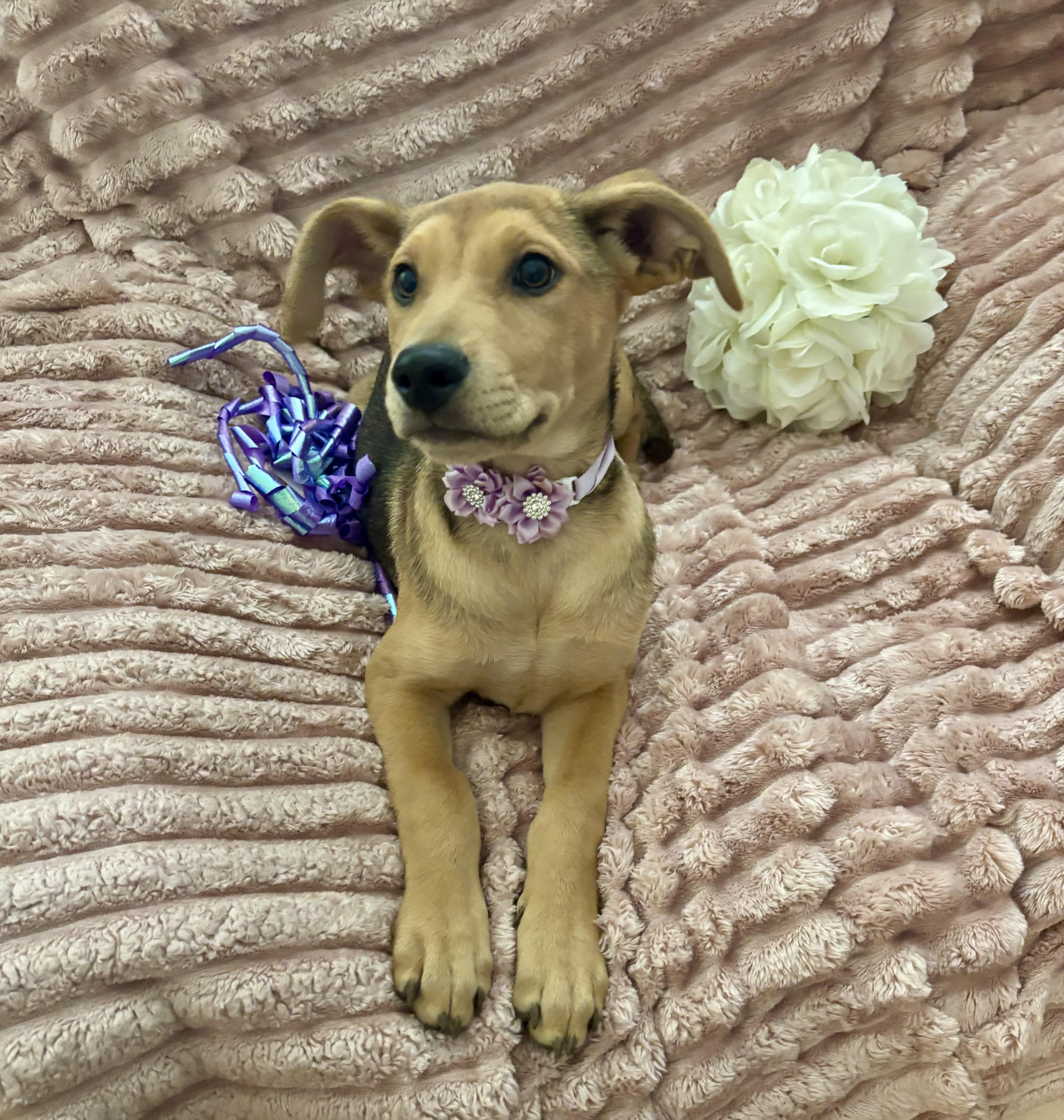 A baby medium-sized female Bicolor Labrador Retriever dog named Sadie for adoption in Corona, CA