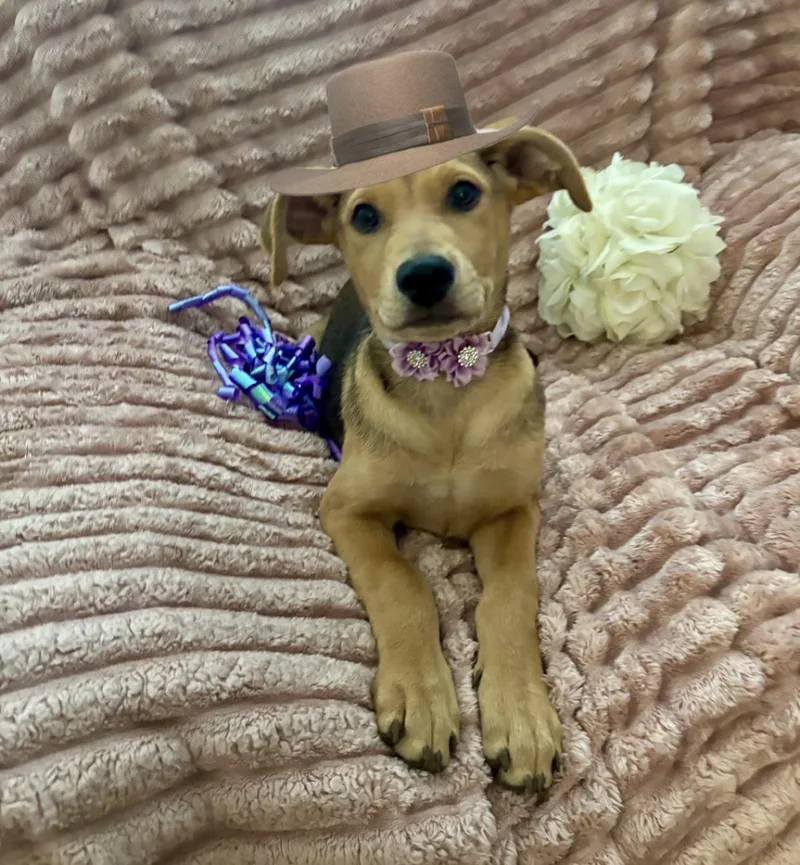 Sadie thumbnail 2