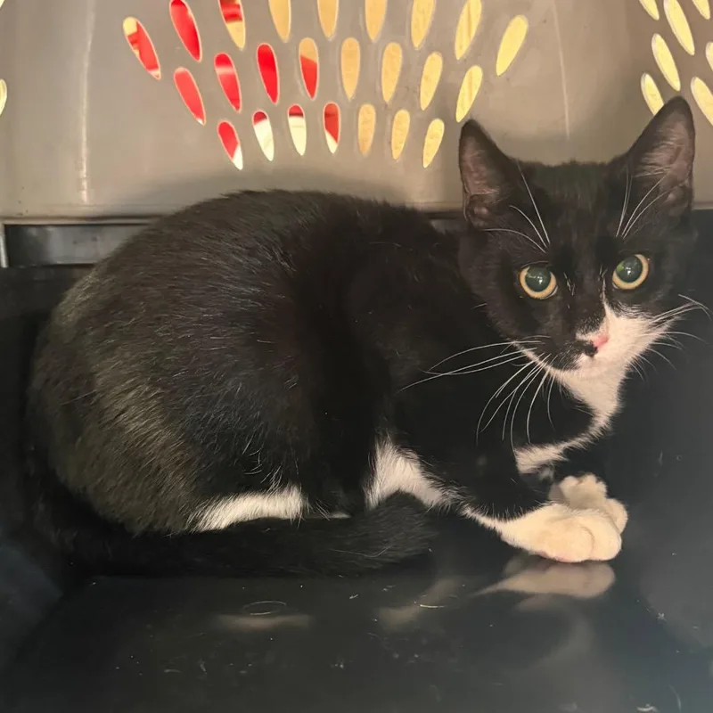 A young small-sized male Black Domestic Short Hair cat named Muffin for adoption in Troy, VA