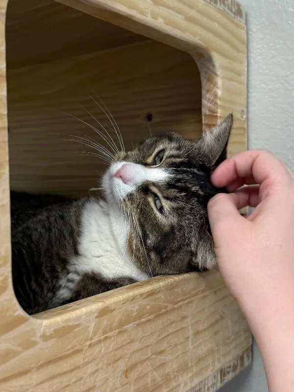Momma Kat thumbnail 4