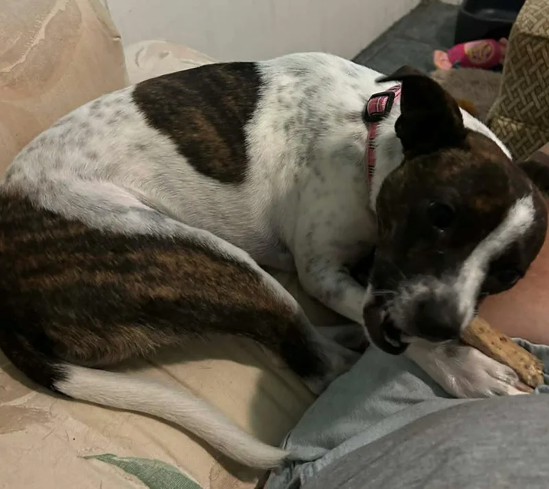 An adult small-sized female Terrier dog named Salome' for adoption in Osteen, FL