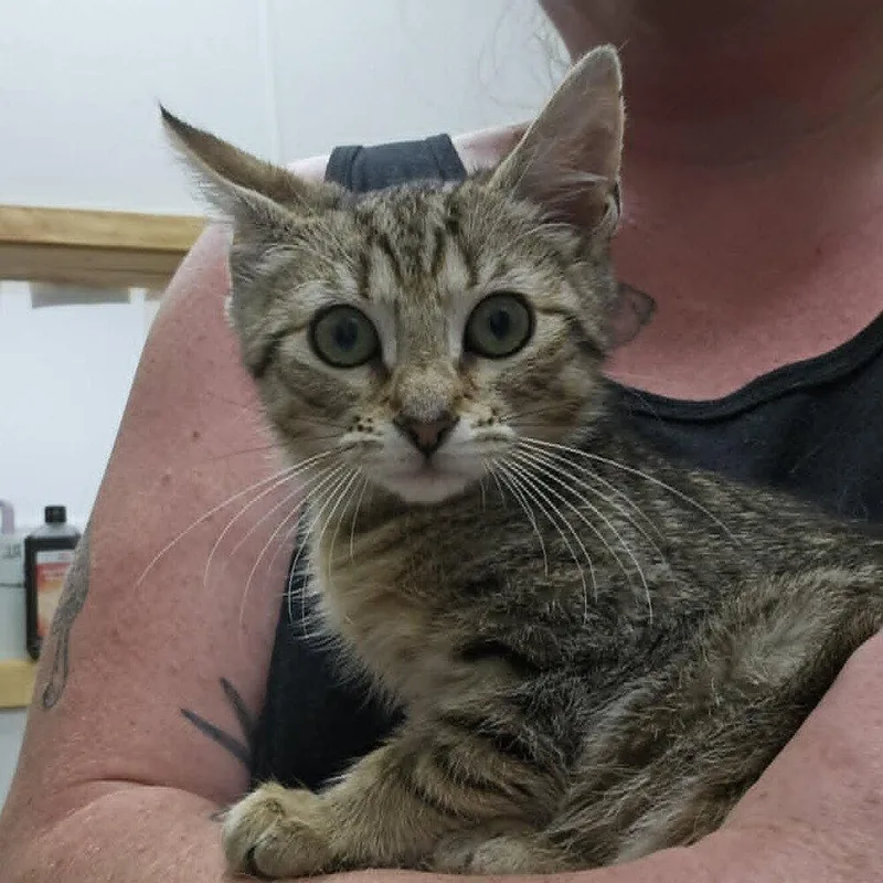 A baby medium-sized female Domestic Short Hair cat named Crimson for adoption in Candler, NC