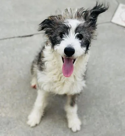 Mortimer thumbnail 2