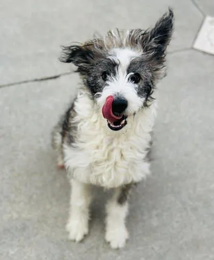 Mortimer thumbnail 3