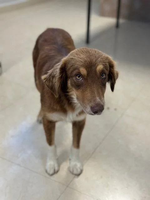 A young medium-sized female Australian Shepherd dog named Latte for adoption in Lake Hopatcong, NJ