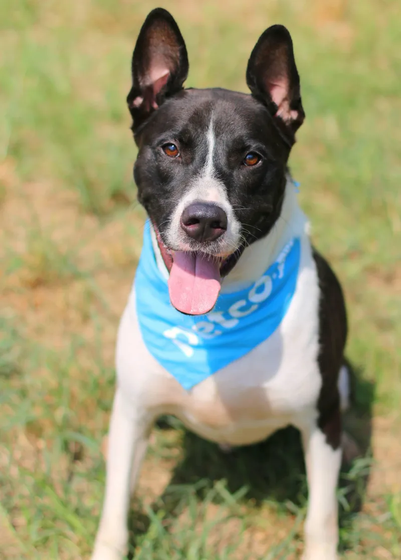 An adult large-sized male Black Akita dog named Banjo for adoption in Poplarville, MS