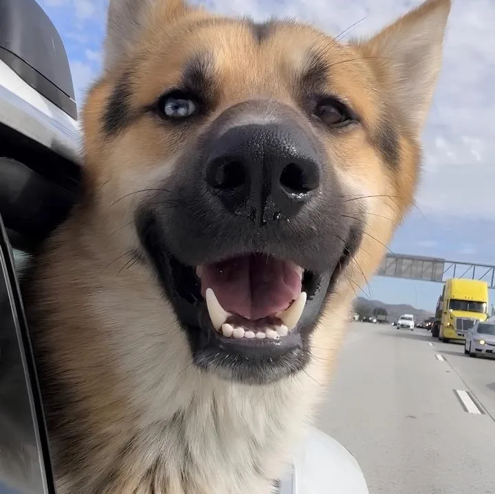 A young large-sized male German Shepherd Dog dog named Nate for adoption in Naperville, IL
