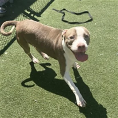 A young medium-sized male Pit Bull Terrier dog named Duke for adoption in Texas City, TX