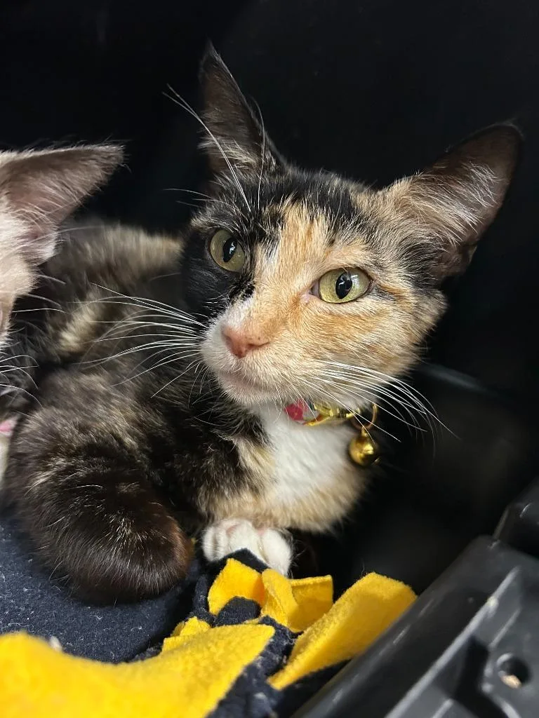 A young small-sized female Domestic Short Hair cat named Tourch for adoption in Thousand Oaks, CA