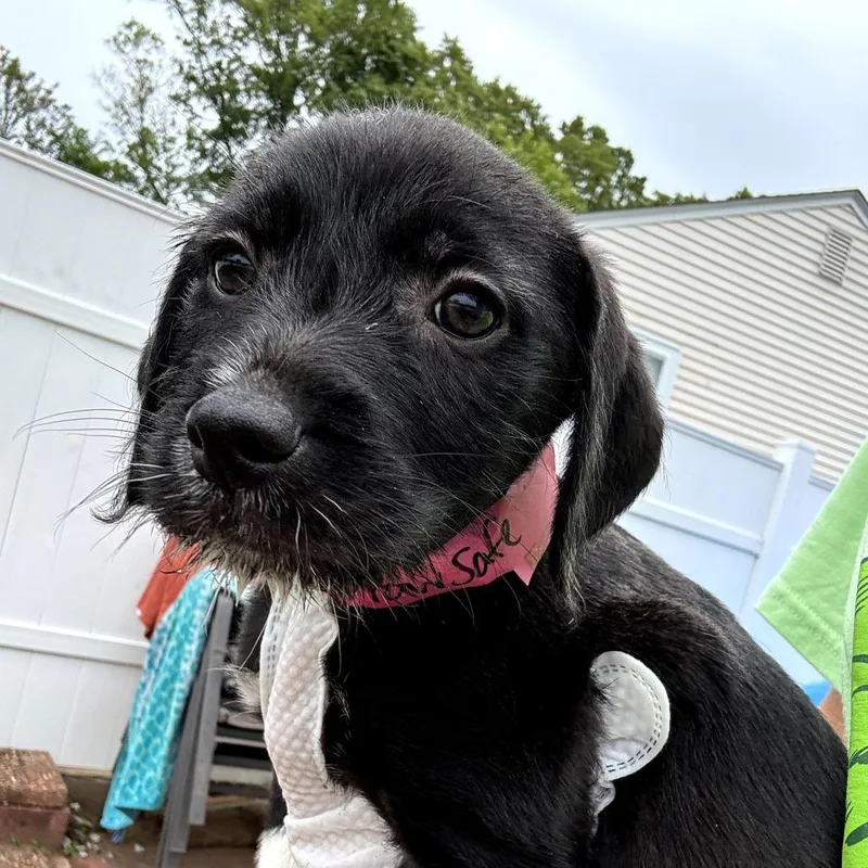 A baby medium-sized female Black Poodle dog named Ct Victory Avail May for adoption in Stormville, NY