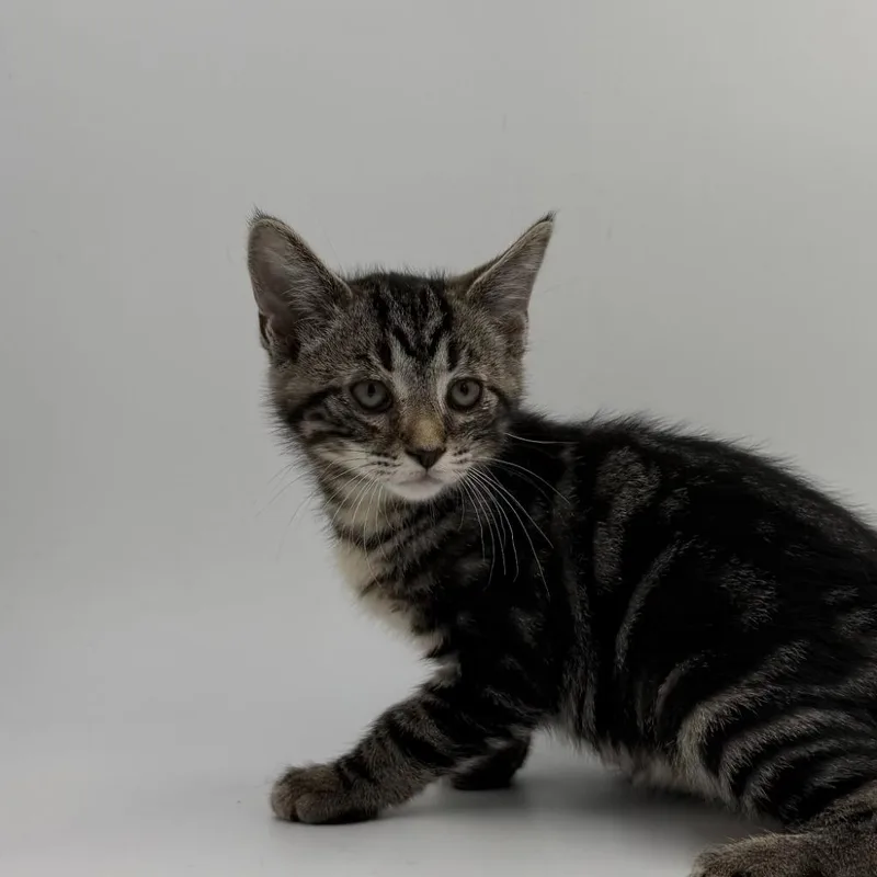 A baby medium-sized male Domestic Short Hair cat named Brolly for adoption in State College, PA