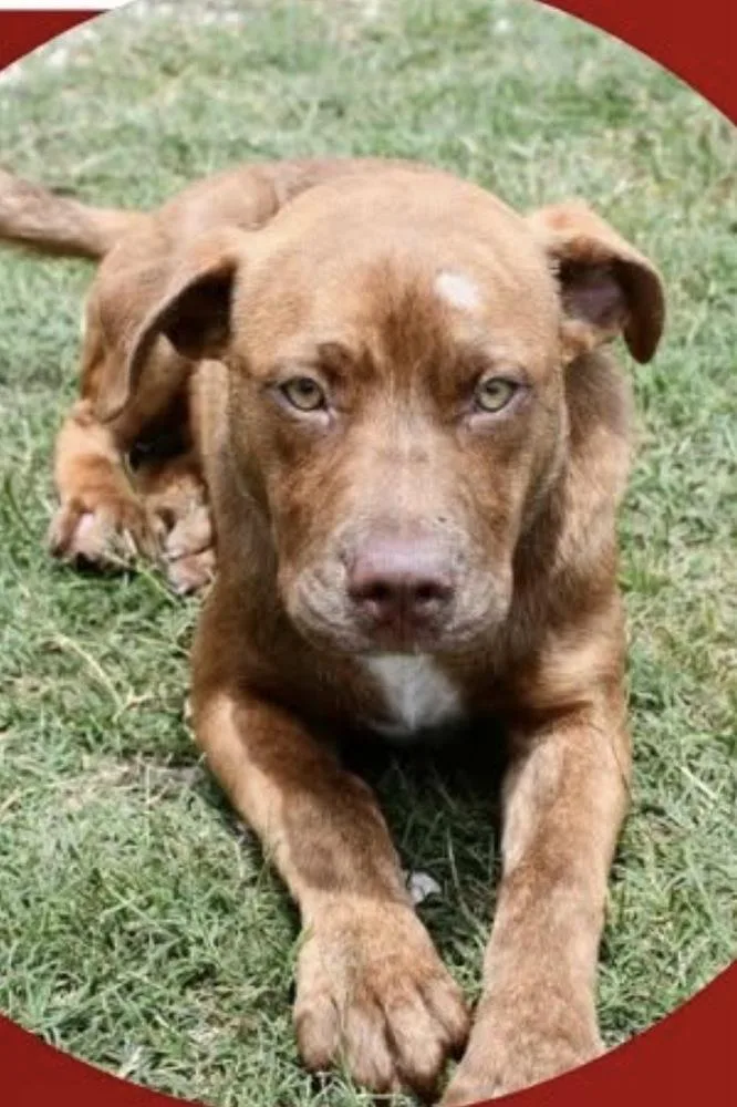 A baby medium-sized male Brindle Labrador Retriever dog named Duke A for adoption in Silsbee, TX