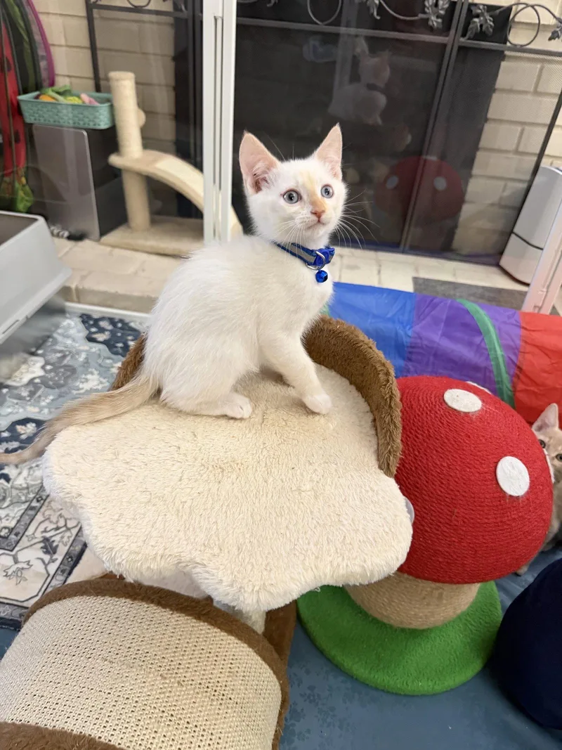 A baby medium-sized male Domestic Short Hair cat named Indiana for adoption in Laguna Niguel, CA