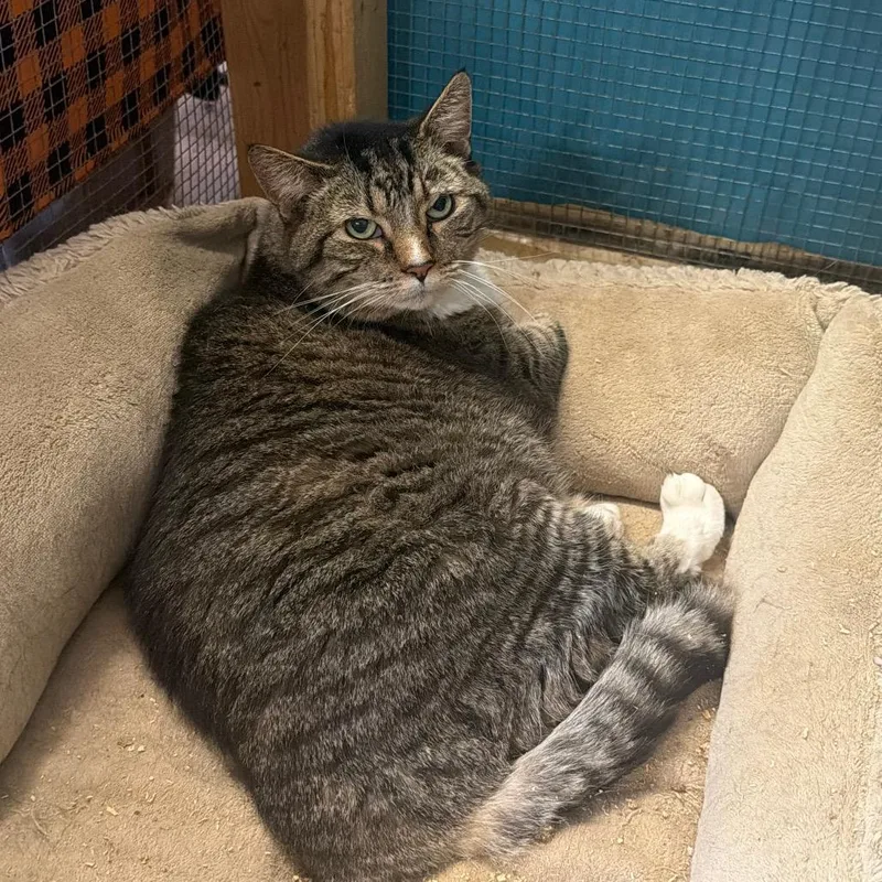 An adult large-sized female Brown / Chocolate Domestic Short Hair cat named Daisy Mae for adoption in Wappingers Falls, NY