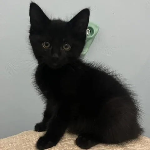 A baby small-sized male Black Domestic Short Hair cat named Kuromi for adoption in Los Angeles, CA