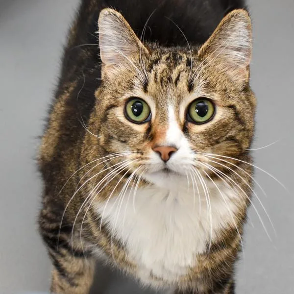 A senior small-sized female Domestic Short Hair cat named Fleur for adoption in Des Moines, IA