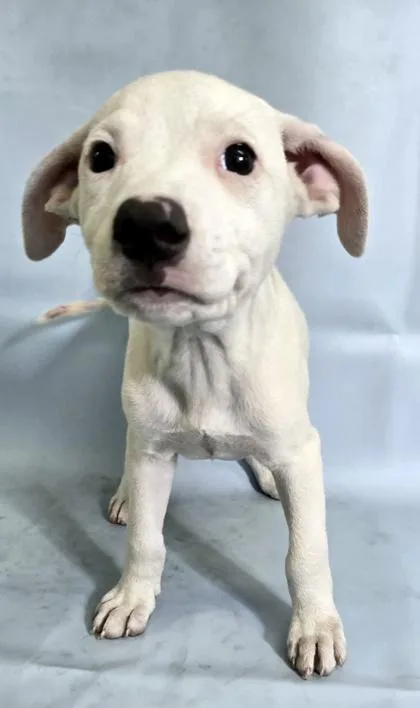 A baby large-sized female Collie dog named Gwen for adoption in Morton Grove, IL