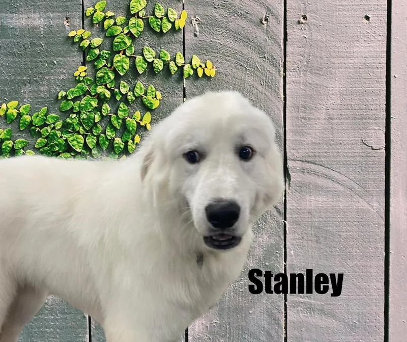 Stanley thumbnail 2