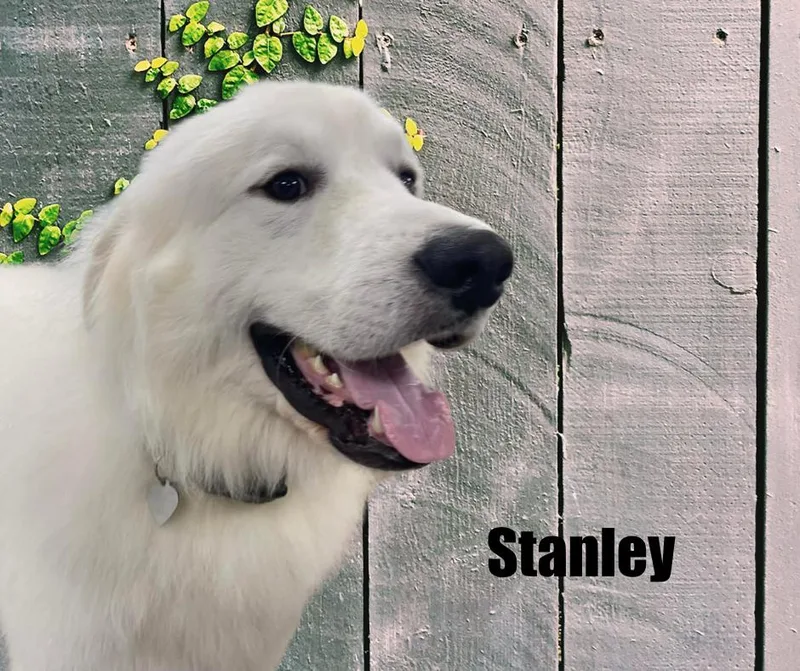 Stanley thumbnail 3