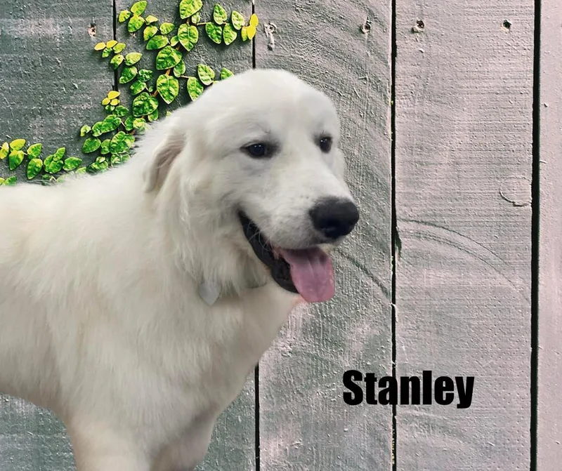 Stanley thumbnail 4