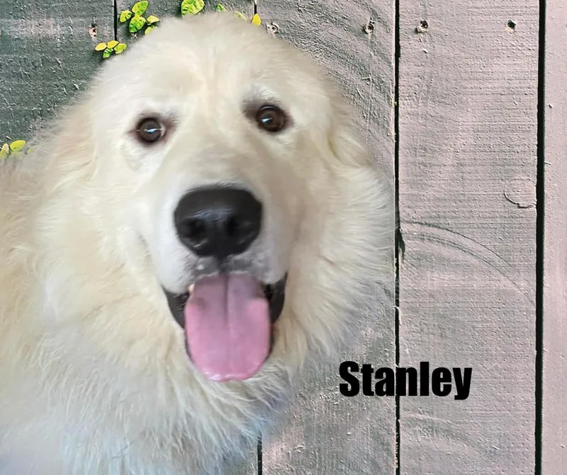 An adult large-sized male White / Cream Great Pyrenees dog named Stanley for adoption in Marshville, NC