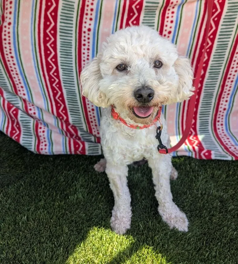 An adult small-sized male White / Cream Poodle dog named Cheerios for adoption in San Diego, CA