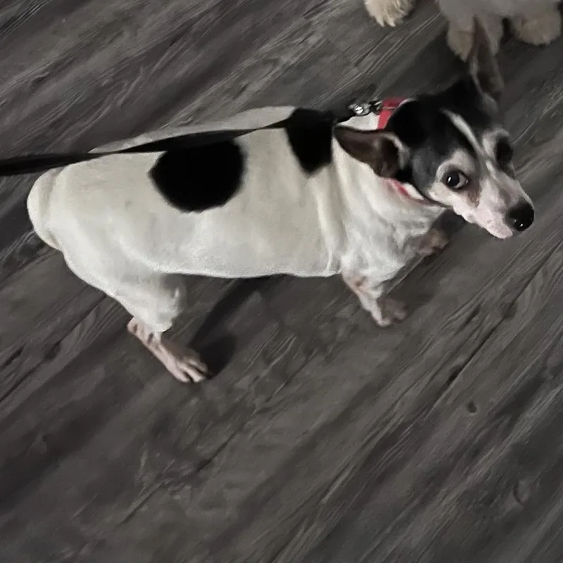 A senior small-sized female White / Cream Chihuahua dog named Nina for adoption in Greensboro, NC