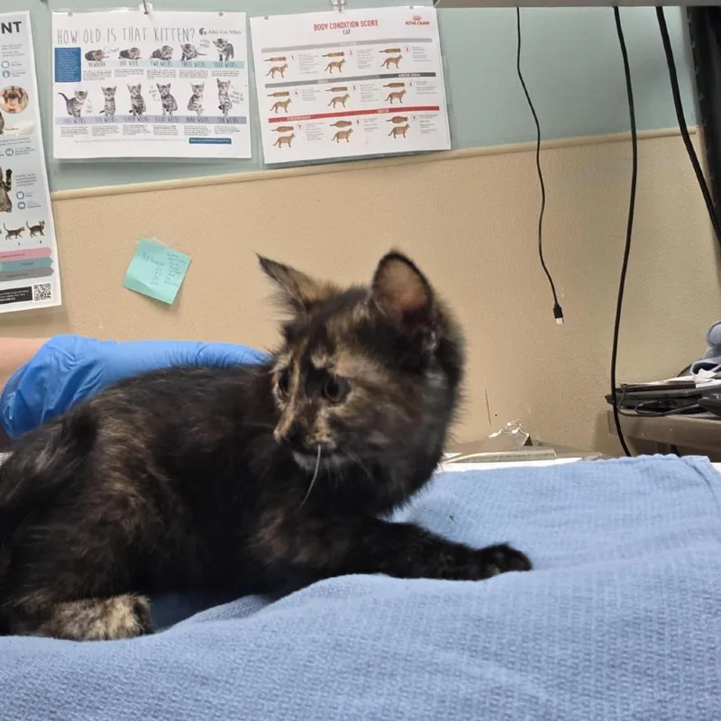 A baby small-sized female Tortoiseshell Domestic Short Hair cat named Washington for adoption in Tacoma, WA