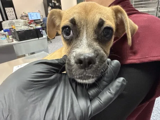 A baby small-sized female Chihuahua dog named A for adoption in Thousand Palms, CA