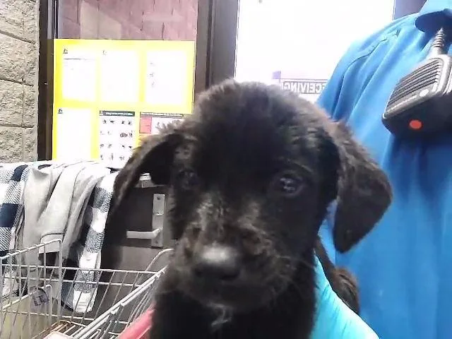 A baby small-sized female Pit Bull Terrier dog named Rust Bucket for adoption in Tulsa, OK
