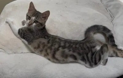 A baby medium-sized female Tabby (Brown / Chocolate) Domestic Short Hair cat named Ines for adoption in Mokena, IL
