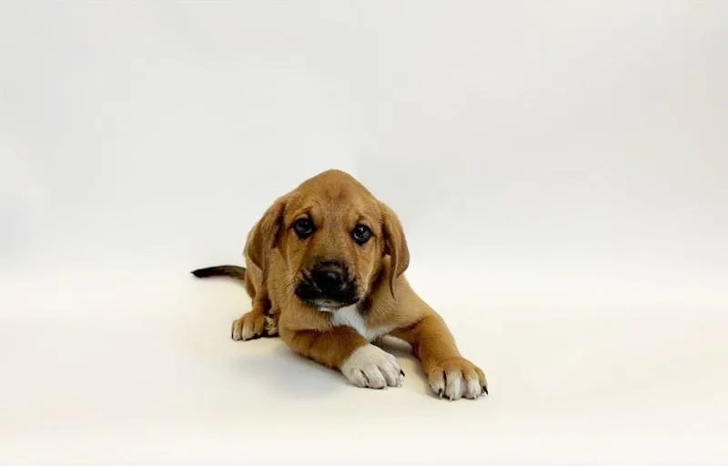 An adult small-sized male Black Mouth Cur dog named Chief for adoption in Saint Louis, MO