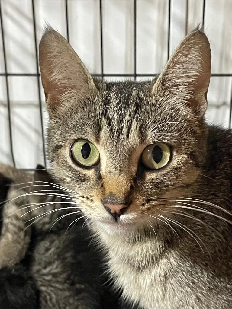 A young large-sized female Domestic Short Hair cat named Winnie for adoption in Dalton, GA