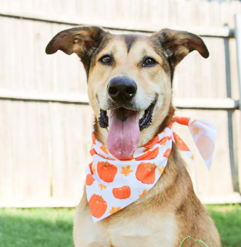 An adult large-sized male Shepherd dog named Gilly for adoption in Fort Worth, TX