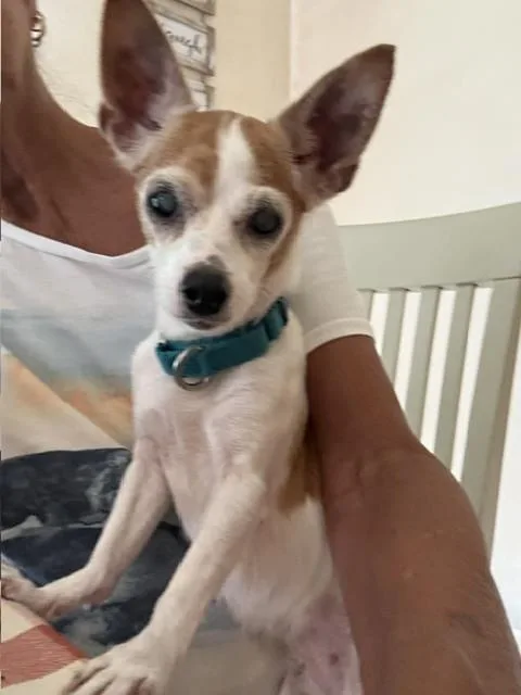 Chikki