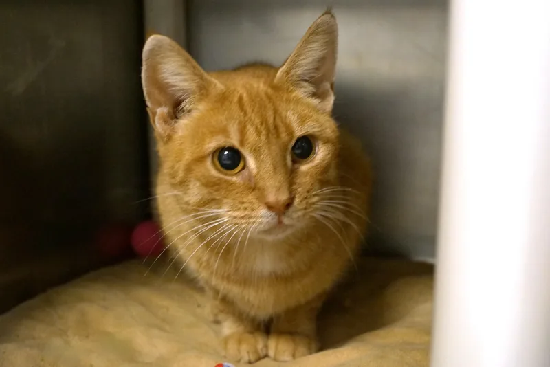 A young medium-sized female Orange / Red Tabby cat named Doc for adoption in New Milford, CT
