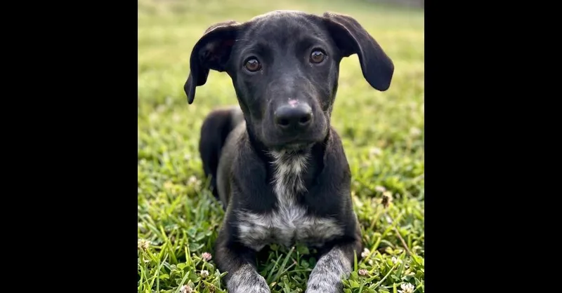 A baby medium-sized female Labrador Retriever dog named Bella for adoption in Crown Point, IN