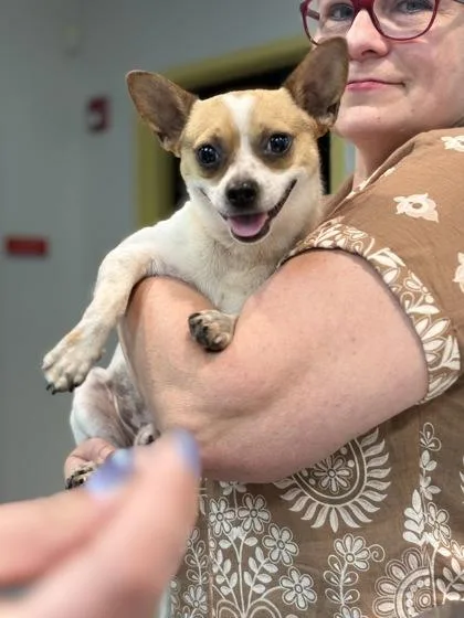 An adult small-sized male Mixed Breed dog named Lenny for adoption in Memphis, TN
