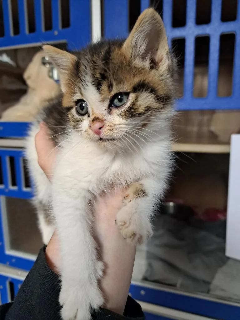 A baby medium-sized male Domestic Short Hair cat named Dash for adoption in Fayetteville, TN