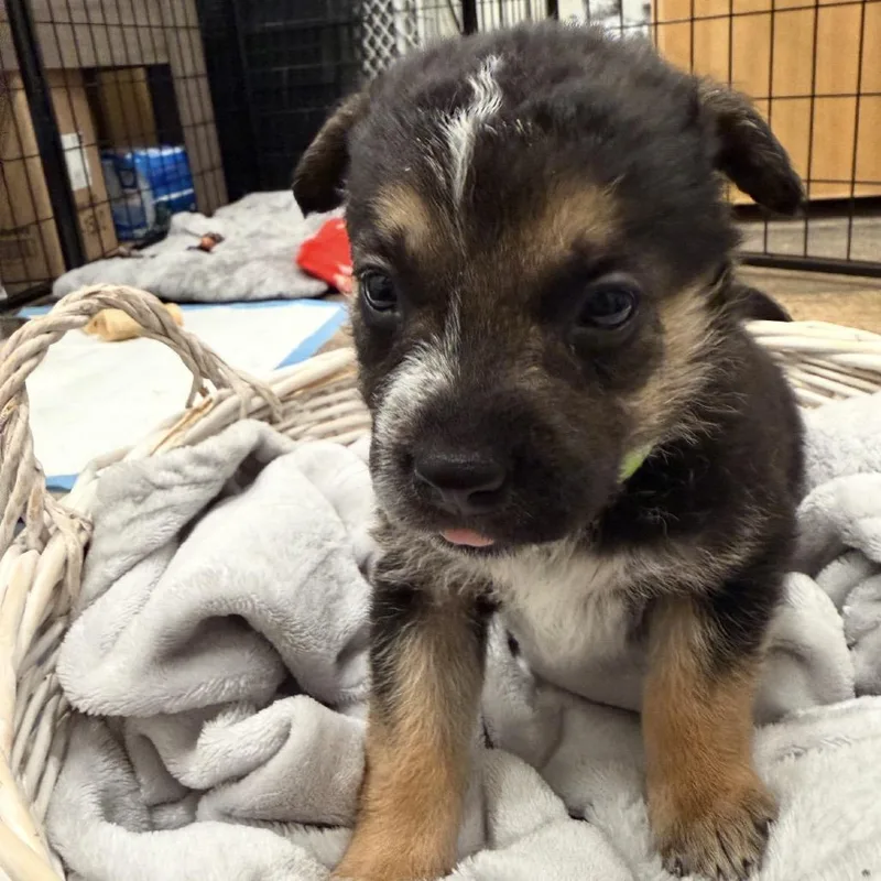 A baby small-sized male Australian Cattle Dog / Blue Heeler dog named Moose for adoption in Parker, CO