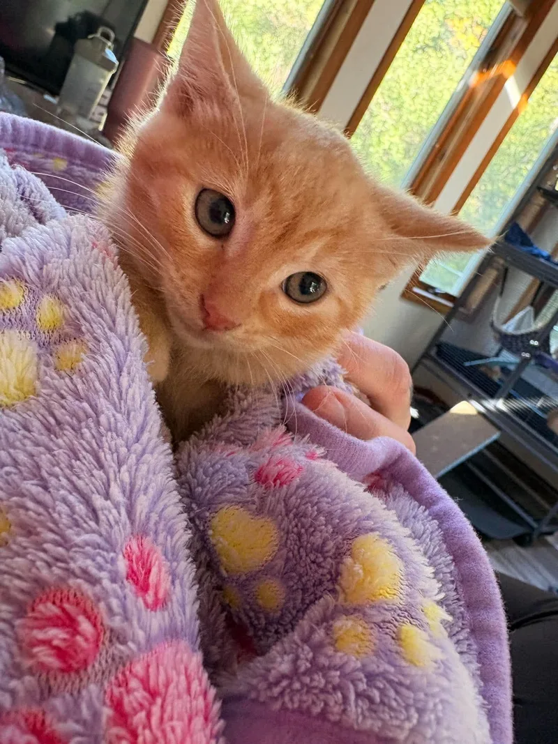A baby small-sized male Orange / Red Domestic Short Hair cat named Saturday for adoption in Hartland, MI